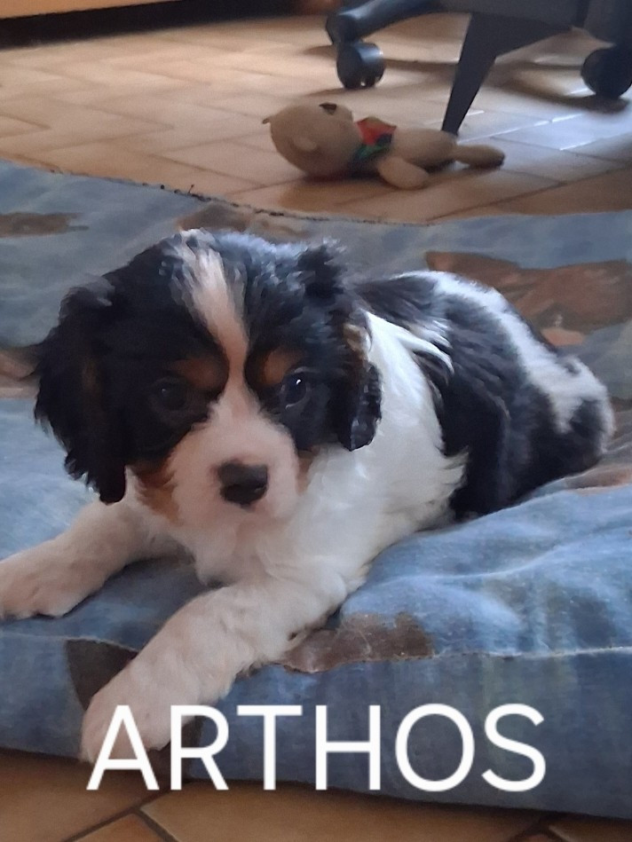 Du Domaine Des Grandes Chaumes - Chiots disponibles - Cavalier King Charles Spaniel