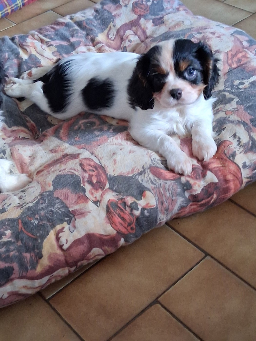 Du Domaine Des Grandes Chaumes - Chiots disponibles - Cavalier King Charles Spaniel